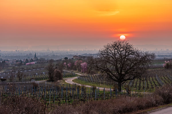 Sonnenaufgang bei Herxheim