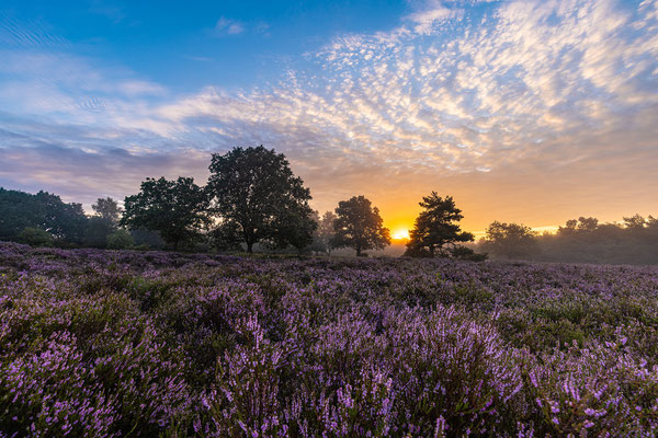 Nebliger Sonnenaufgang in der Mehlinger Heide