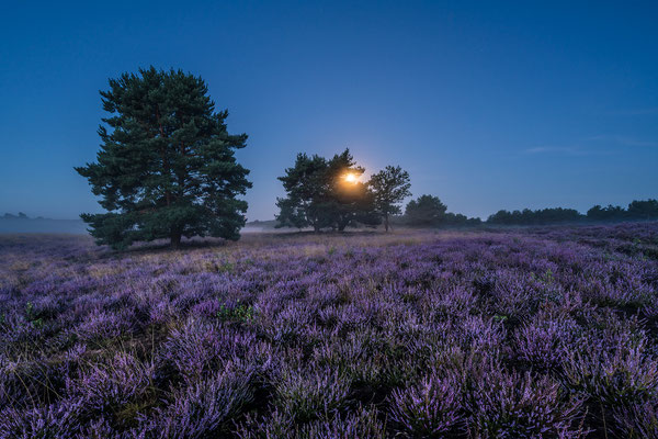 Mehlinger Heide im Vollmondlicht