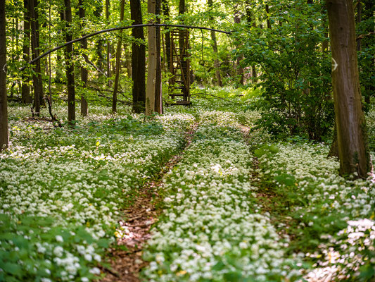 Bärlauchblüte in Neuburgs Wäldern