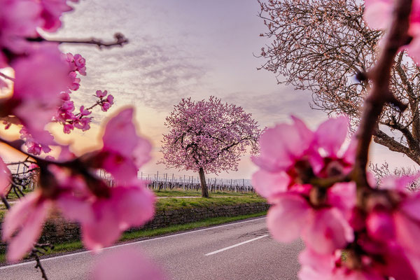 Mandelblüte in Gimmeldingen