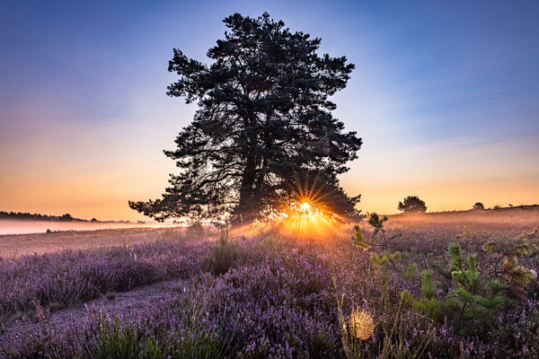 Sonnenaufgang in der blühenden Mehlinger Heide