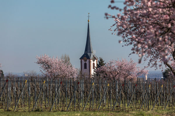 Mandelblüte bei Maikammer