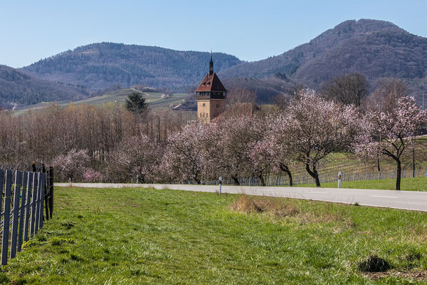 Mandelblüte am Geilweilerhof