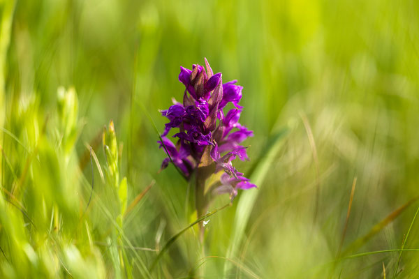 Auf einer Orchideenwiese bei Geinsheim