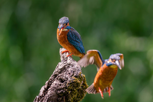Eisvogel