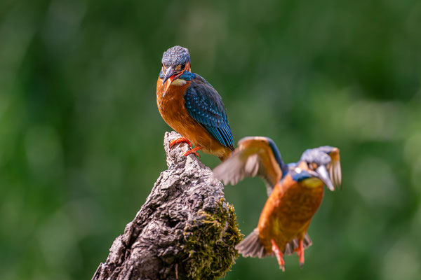 Eisvogel