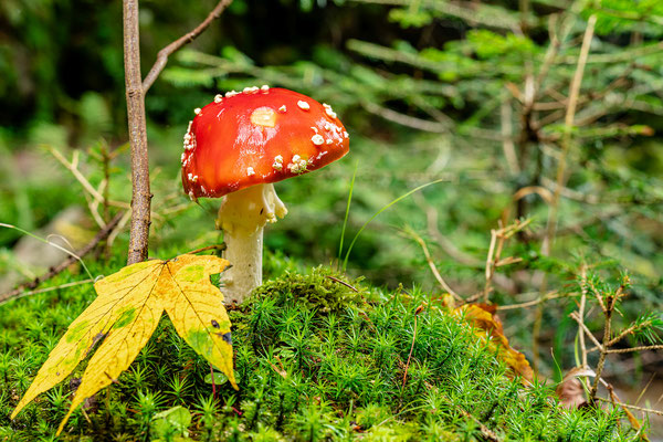 Herbst in der Gertelbachschlucht