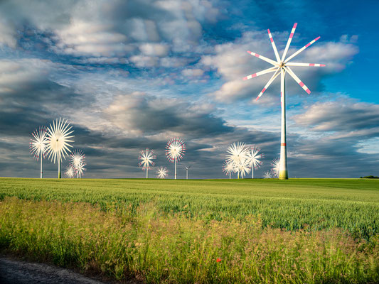 Schlafmohnfelder bei Kindenheim