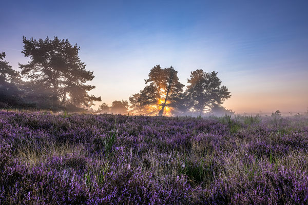 Morgens in der Mehlinger Heide