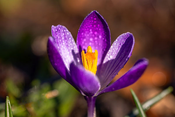 Krokusblüte im Buhlschen Park