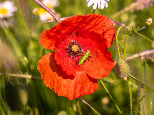 Heuschreckenlarve in Mohnblüte