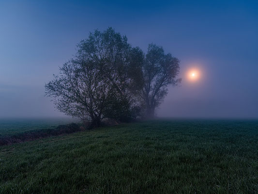 Morgennebel bei den Geinsheimer Wiesen