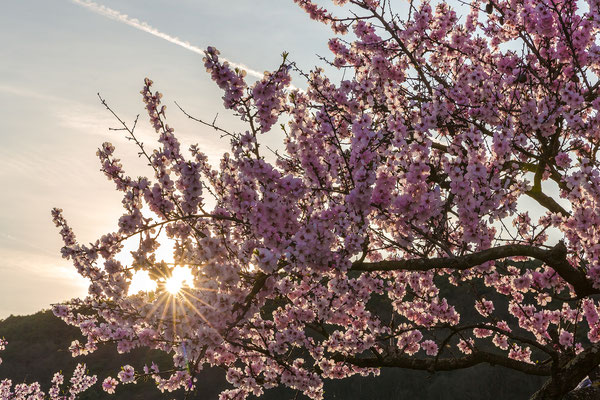 Mandelblüte in Gimmeldingen