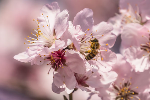 Mandelblüte in Gimmeldingen