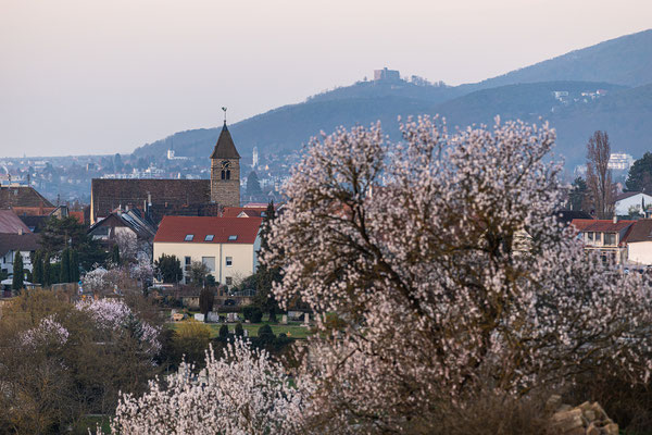 Mandelblüte bei Gimmeldingen