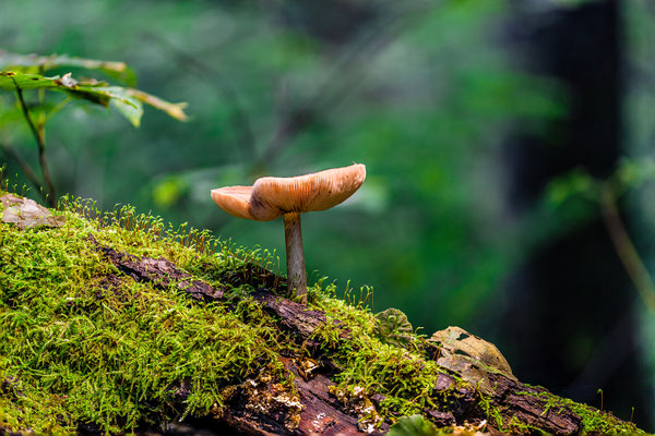 Pilze im Gimmeldinger Tal