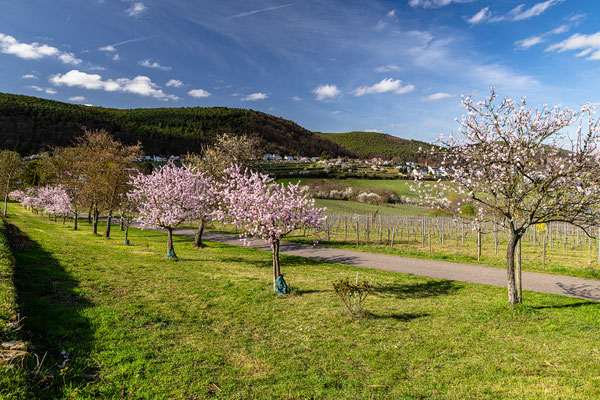 Mandelblüte bei Gimmeldingen