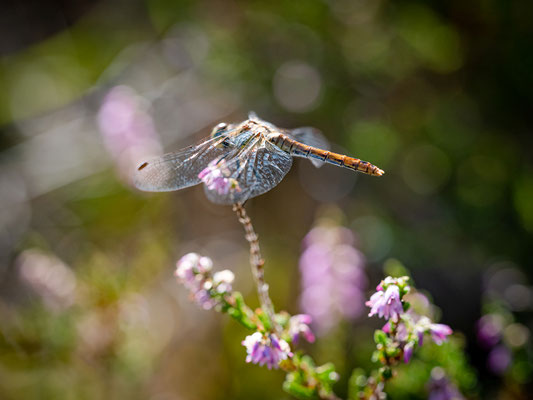 Heidelibelle bei Hassloch