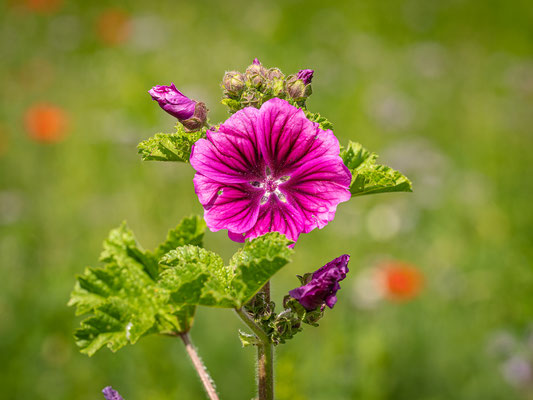 Malvenblüte