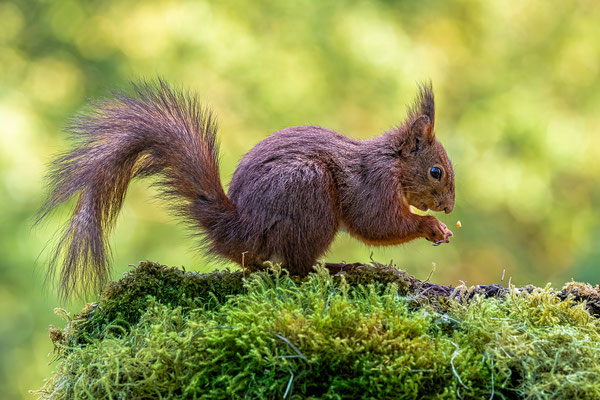 Eichhörnchen