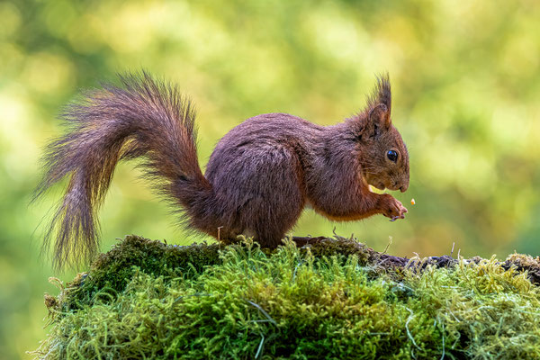 Eichhörnchen