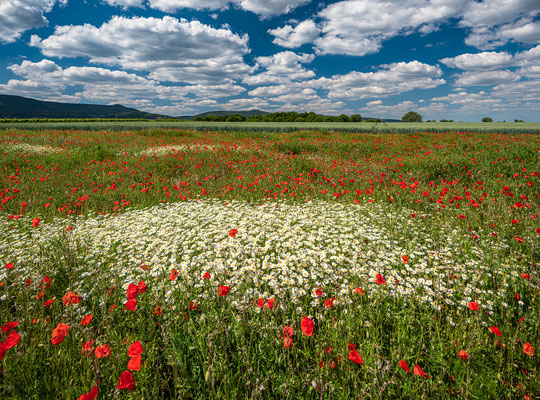 Wildblumenwiese bei Diedesfeld