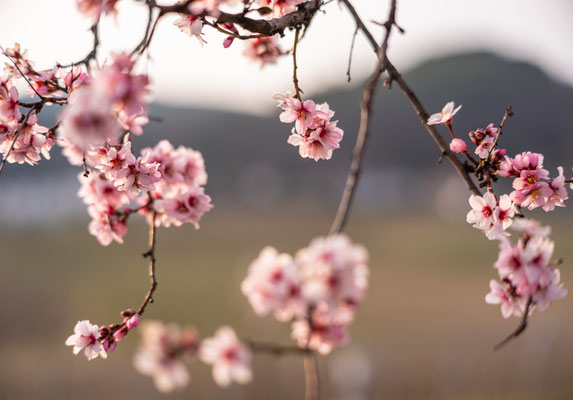 Mandelblüte in Gimmeldingen