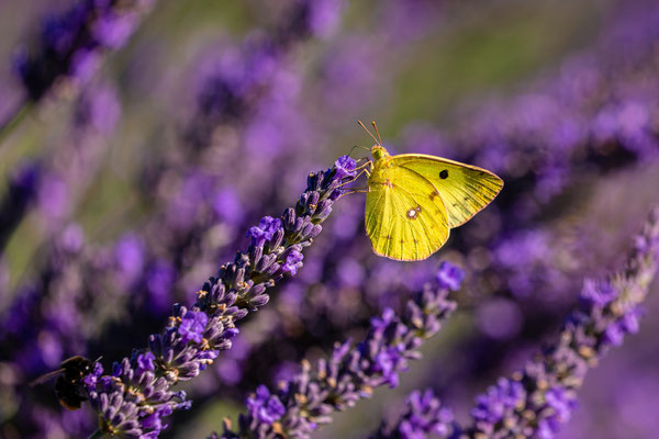 Goldene Acht