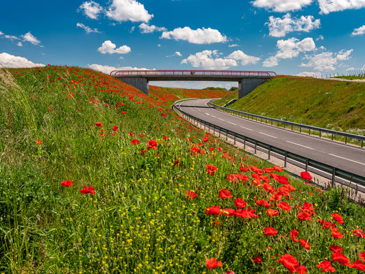 Mohnblüte bei Impflingen