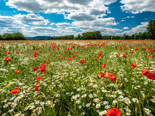 Wildblumenwiese bei Freimersheim