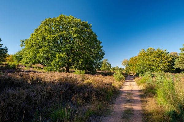 Mehlinger Heide