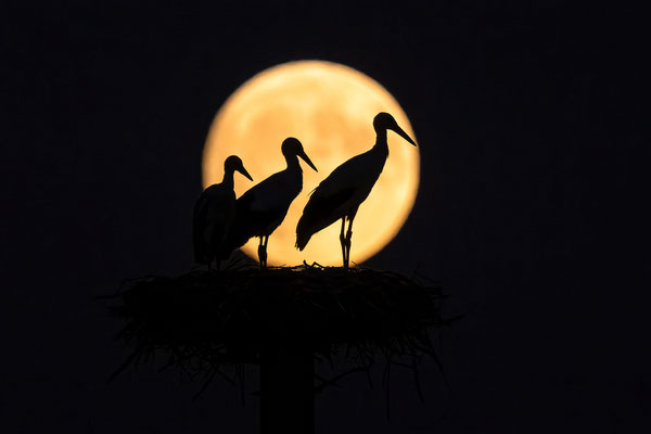 Störche im Vollmondlicht