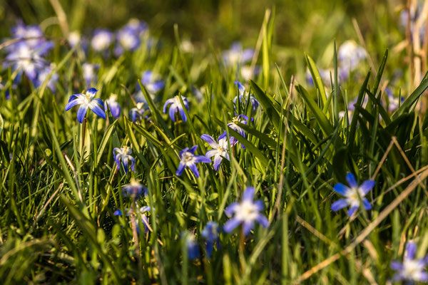 Blausterne