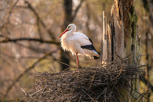 Weißstorch