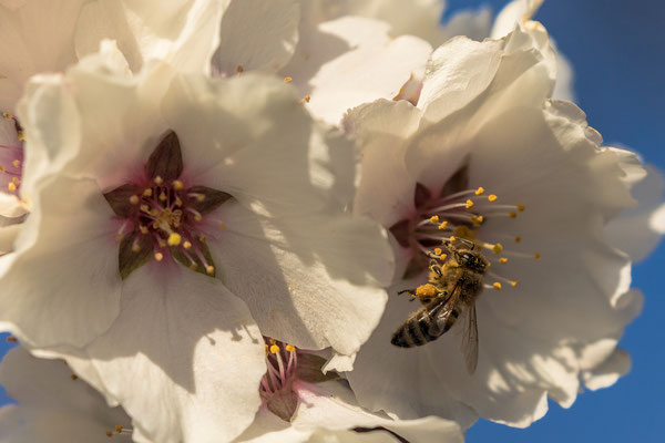 Mandelblüte in Gimmeldingen