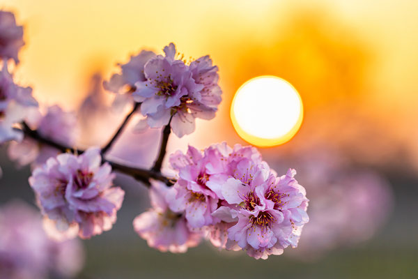 Mandelblüte in Gimmeldingen