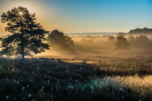 Morgennebel über dem Heidekraut