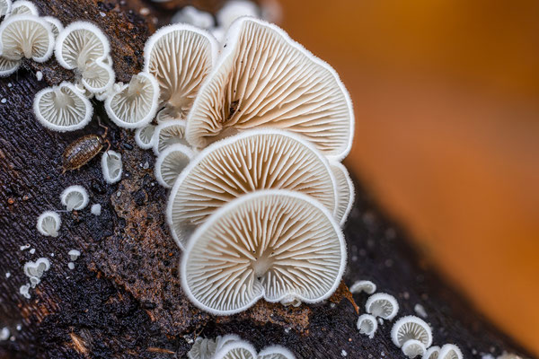 Kleine Waldpilze im Gimmeldinger Tal