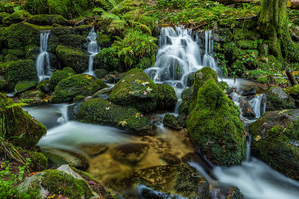 Herbst in der Gertelbachschlucht