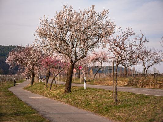 Mandelblüte in Gimmeldingen