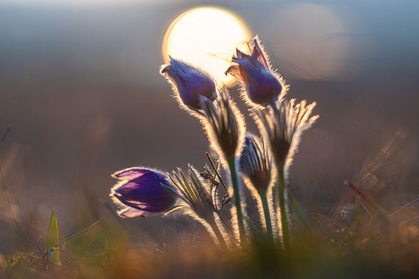 Küchenschellen im Abendlicht