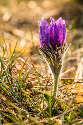 Küchenschellenblüte bei Falkenstein