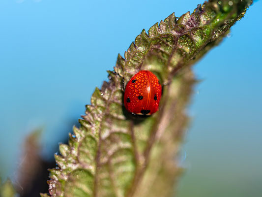 Marienkäfer mit Morgentau