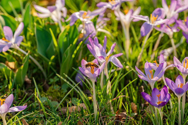 Krokusblüte im Kurpark