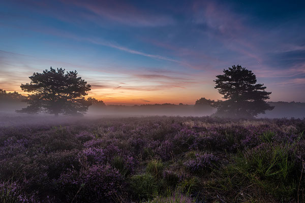 Toller Morgen in der Mehlinger Heide