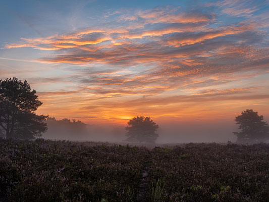 Toller Morgen in der Mehlinger Heide