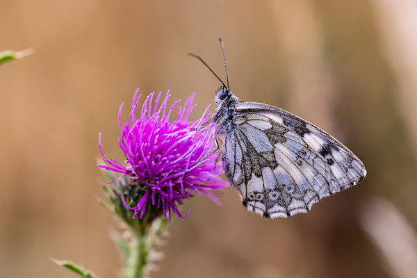 Schachbrettfalter auf blühender Distel