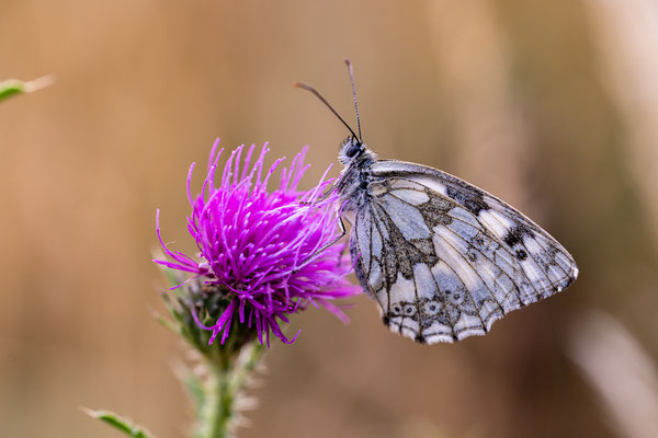 Schachbrettfalter auf blühender Distel