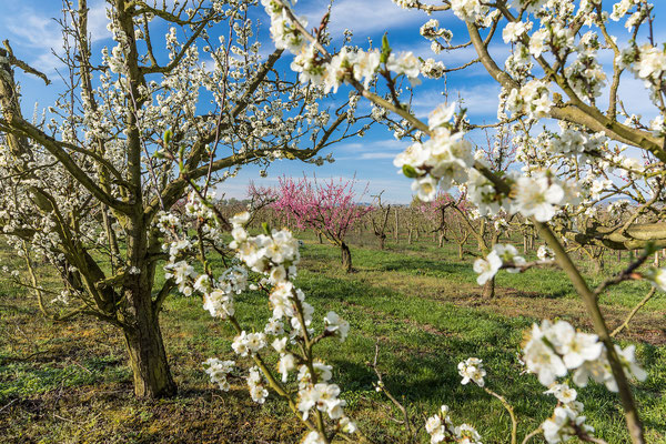 Obstblüte in Freinsheim
